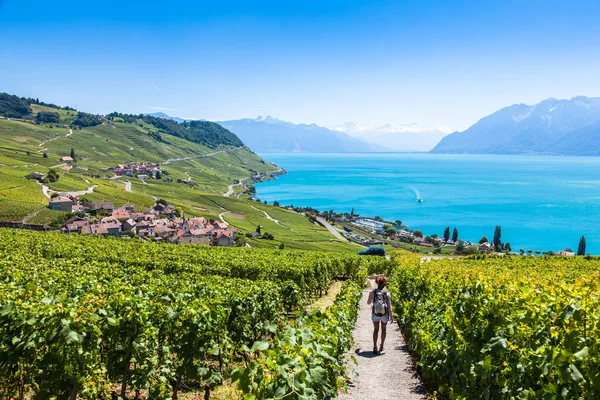 สวนองุ่นในภูมิภาค Lavaux Terrasses de Lavaux Terrace, Switz — ภาพถ่ายสต็อก