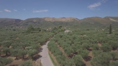4k Zakynthos Zante Island, Yunanistan - zeytin ağacı alanının havadan görünümü günlük yetersiz