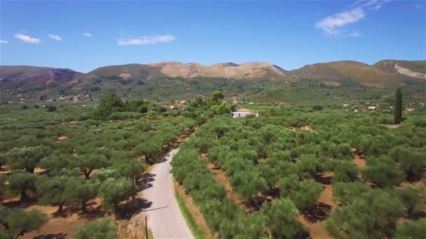 ギリシャのザキントス島ザキントス島でオリーブの木フィールド 上空からの眺め — ストック動画