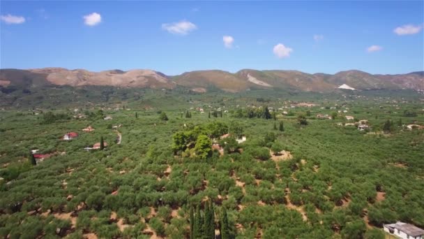 Aerial View Olive Tree Field Zakynthos Zante Island Greece — Stock Video