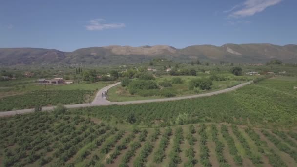 Ungraded Aerial View Olive Tree Field Zakynthos Zante Island Greece — Stock Video