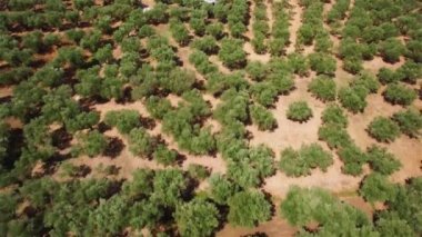 4 k hava manzara zeytin ağacı alanın Zakynthos Zante Island, Yunanistan