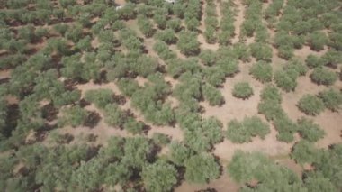 4k Zakynthos Zante Island, Yunanistan - zeytin ağacı alanının havadan görünümü günlük yetersiz