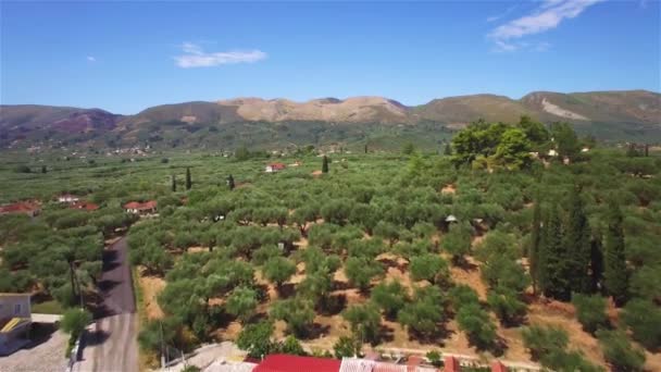 Luftaufnahme Des Olivenbaumfeldes Auf Der Insel Zakynthos Griechenland — Stockvideo