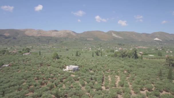 Εναέρια Άποψη Του Πεδίου Της Ελιάς Στη Ζάκυνθο Στην Ελλάδα — Αρχείο Βίντεο