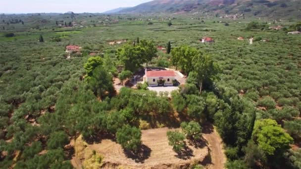 Luftaufnahme Des Olivenbaumfeldes Auf Der Insel Zakynthos Griechenland — Stockvideo