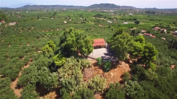 Luftaufnahme Des Olivenbaumfeldes Auf Der Insel Zakynthos Griechenland — Stockvideo