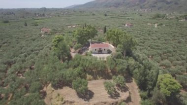 4k Zakynthos Zante Island, Yunanistan - zeytin ağacı alanının havadan görünümü günlük yetersiz