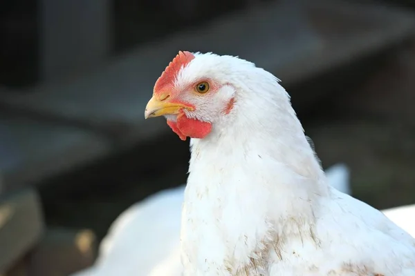 Portrait of white chicken — Stock Photo, Image