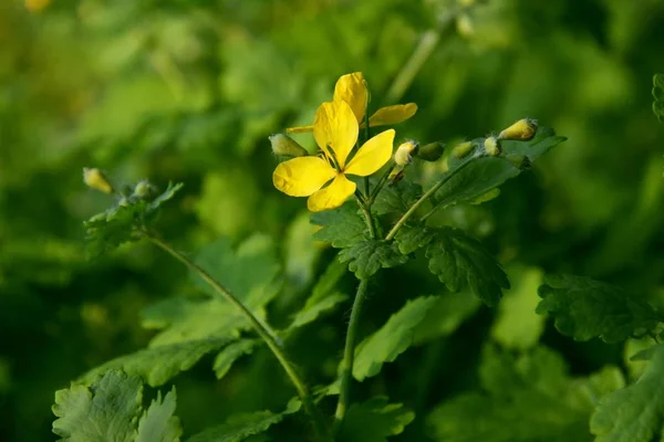Blume des Schöllkrauts — Stockfoto