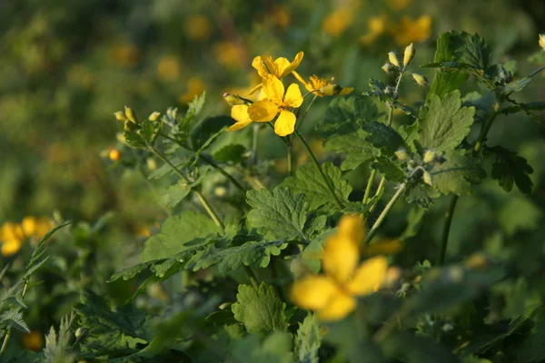 Blume des Schöllkrauts — Stockfoto