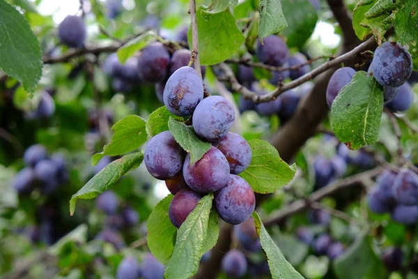 Una Rama Con Ciruelas Maduras Huerto Por Otoño — Foto de Stock