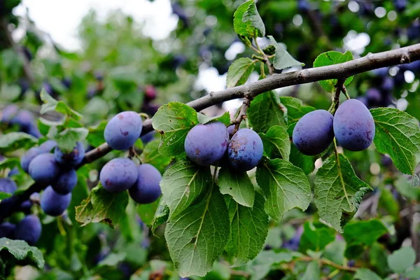 Branch Ripe Plums Orchard Autumn — Stock Photo, Image