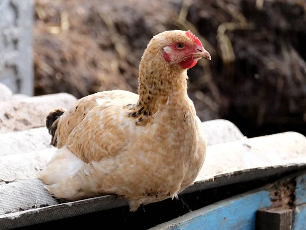 Une Poule Est Dans Une Basse Cour Élevage Poulets — Photo