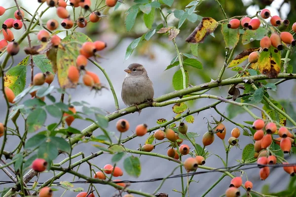 Bir serçe dişisi Brier 'in dalında