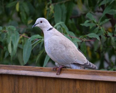 Kumru, bahçedir. Yerleşmiş güvercinler, parklar ve bahçeler