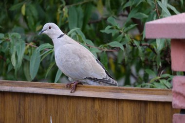Kumru, bahçedir. Yerleşmiş güvercinler, parklar ve bahçeler
