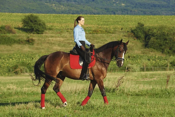 Mulher E Cavalo Pulando Uma Cerca Imagem de Stock - Imagem de equestre,  animal: 208048229