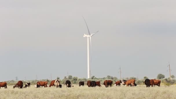 Pastagens de vacas perto de parques eólicos — Vídeo de Stock