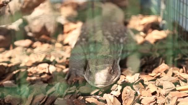 Kertenkele bir hayvanat bahçesi yakın çekim — Stok video