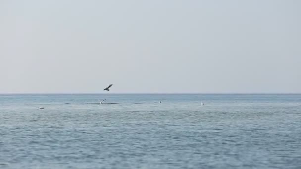 Delfines y gaviotas — Vídeo de stock