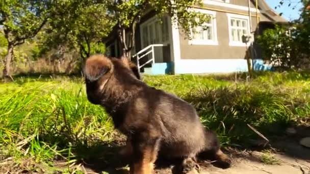 Маленькі пухнасті собака — стокове відео