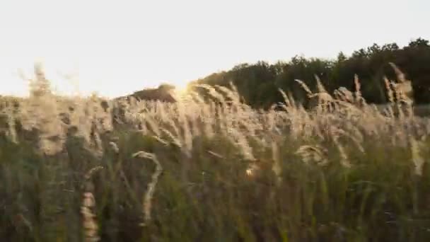 Gras auf Sonnenuntergang Himmel Hintergrund — Stockvideo