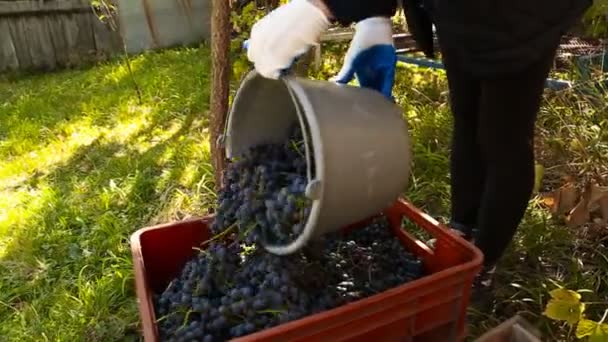 Женщина наливает ведро винограда — стоковое видео
