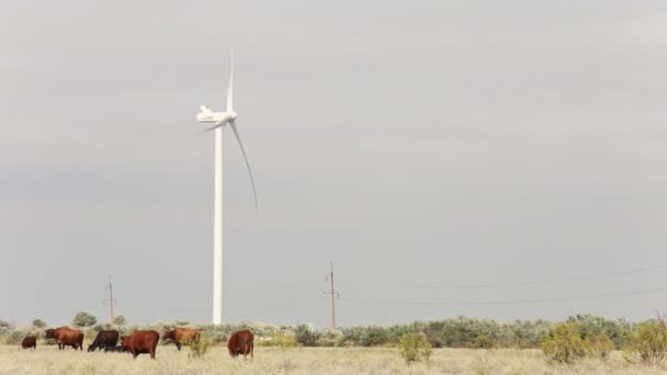 Cow grazing near wind farms — Stock Video