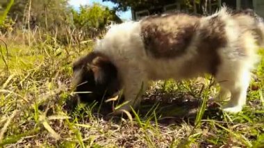 küçük tüylü köpek