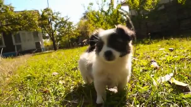 Μικρό χνουδάτος σκύλοs — Αρχείο Βίντεο