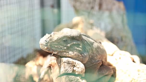 lézard dans un zoo gros plan 
