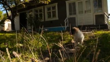 küçük tüylü köpek