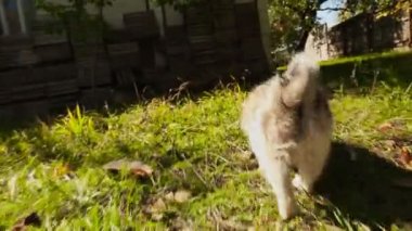 küçük tüylü köpek