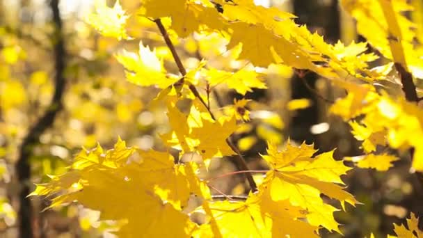 Желтые листья на маленьком дереве — стоковое видео