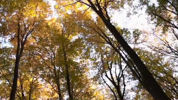 Árboles forestales con hojas amarillas — Vídeo de stock