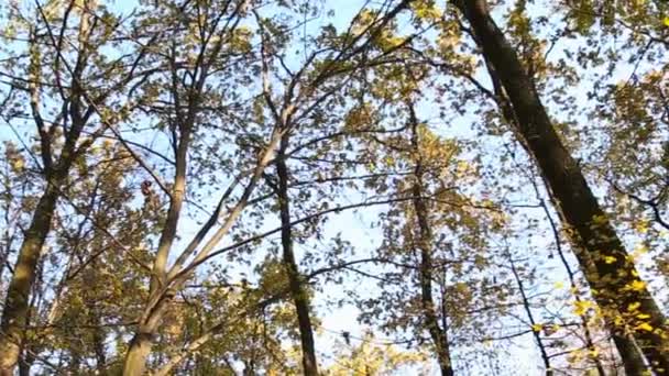 Alberi della foresta con foglie gialle — Video Stock