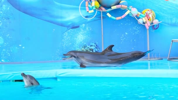 イルカストック動画 ロイヤリティフリーイルカ動画 Depositphotos