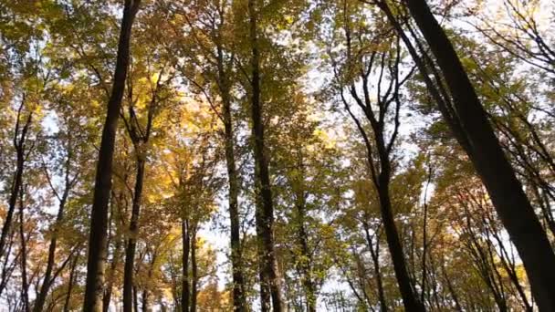 森林树木与黄色的树叶 — 图库视频影像