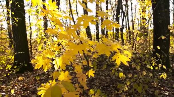小さな木の黄色い葉 — ストック動画