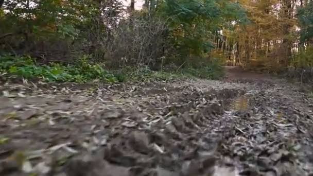 Mossen road i höst skog — Stockvideo