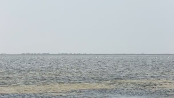 Cisnes flotando en el mar — Vídeo de stock