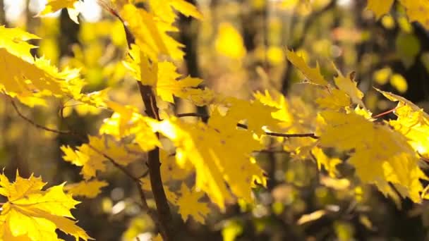 Žluté listy na malý strom — Stock video
