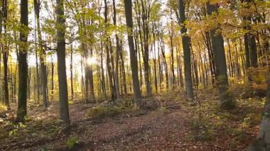 ağaçlar Sarı yaprakları ile