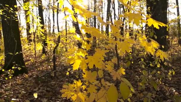 Folhas amarelas em uma pequena árvore — Vídeo de Stock