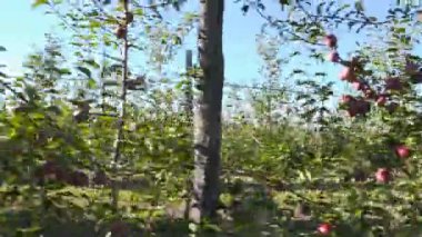 Kırmızı elma ile Bahçe