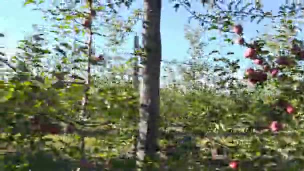 Tuin met rode appels — Stockvideo