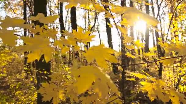 Κίτρινα φύλλα σε ένα μικρό δέντρο — Αρχείο Βίντεο