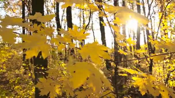 Foglie gialle su un piccolo albero — Video Stock