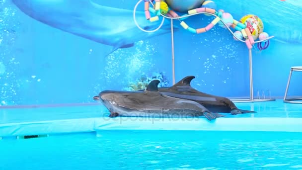 Skadovsk, Ucrania-septiembre 09.2016. Delfines del habla en el Delfinario — Vídeo de stock